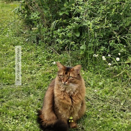 Photo of a cat found in Le Coudray Montceaux