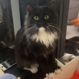 Bat cat