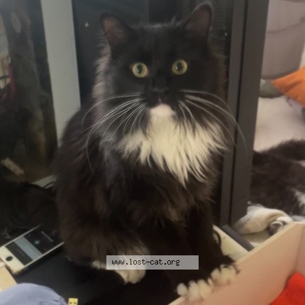 Picture of cat lost at Ruislip