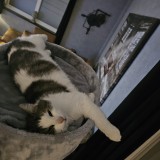 Amy