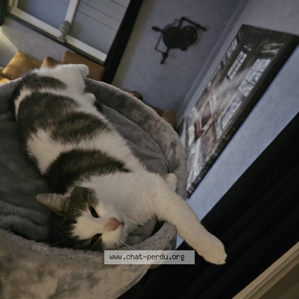 Foto 1/1 Amy Kat vermist in Naninne