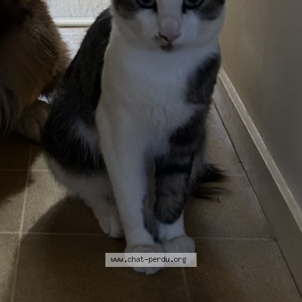 Photo of a cat found in Voiron