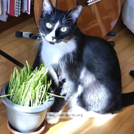 Photo 1/2 Reunited cat Lost in Montreal