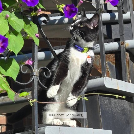 Photo 2/2 Reunited cat Lost in Montreal