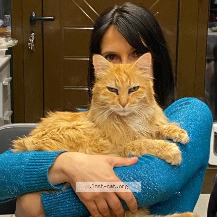 Foto di gatto smarrito a Cuneo