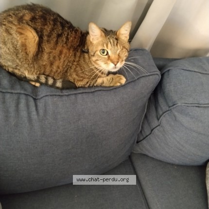 Photo of a cat found in Saint Gilles