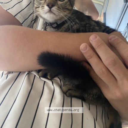 Photo of a cat found in 91434 Morsang Sur Orge