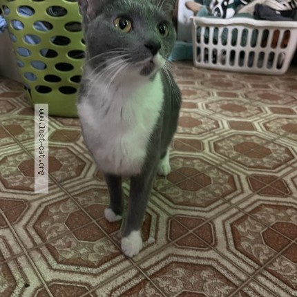 Picture of cat lost at Manitowoc