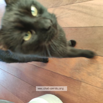 Photo of a cat found in Meudon