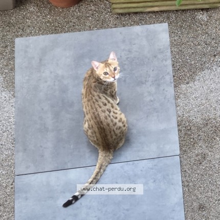 Photo of a cat found in Carennac