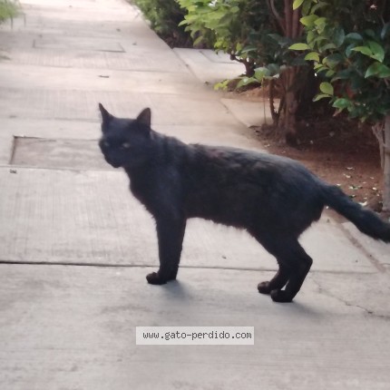 Photo of a cat found in Ciudad De Mexico