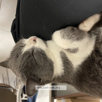 Foto di gatto smarrito a San Felice Sul Panaro