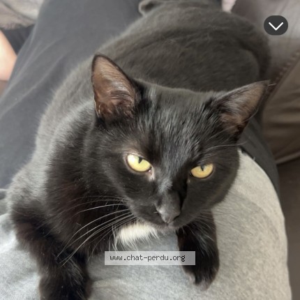 Photo of a cat found in Corcelles Sur Chavornay