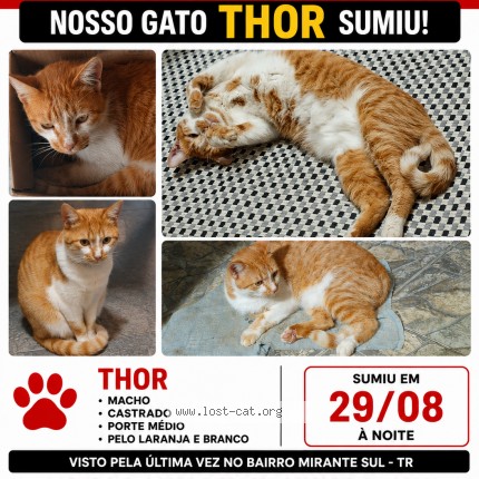 Foto de gato perdido em Tres Rios