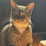 Binx