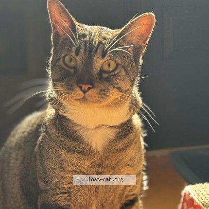 Photo 1/2 Binx Cat lost in Auburndale