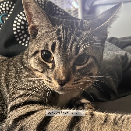 Photo 2/2 Binx Cat lost in Auburndale