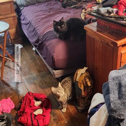 Photo 1/1 Luna Cat lost in Wrentham