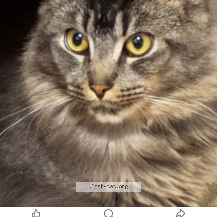 Foto 1/2 duman Kat vermist in Antwerpen