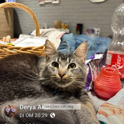 Foto 2/2 duman Kat vermist in Antwerpen
