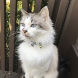 frankie