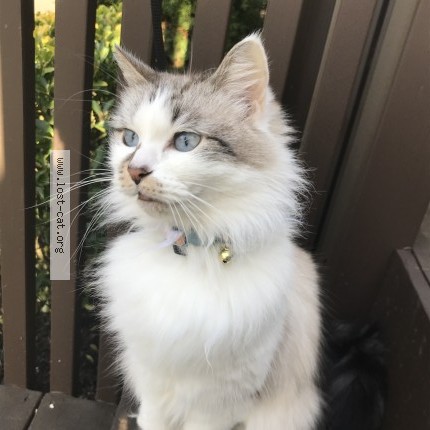 Photo 1/1 frankie Cat lost in Clackamas