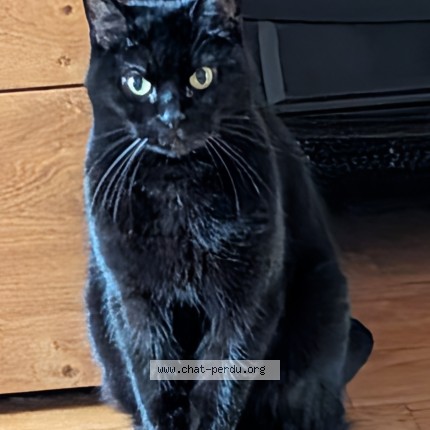 Photo of a cat found in Bruxelles