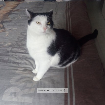 Photo of a cat found in Angers