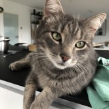 Otis