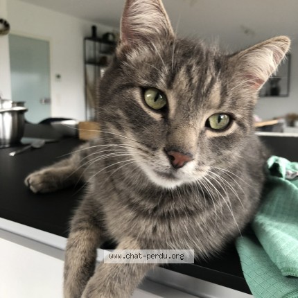 Foto 1/1 Otis Kat vermist in Nandrin
