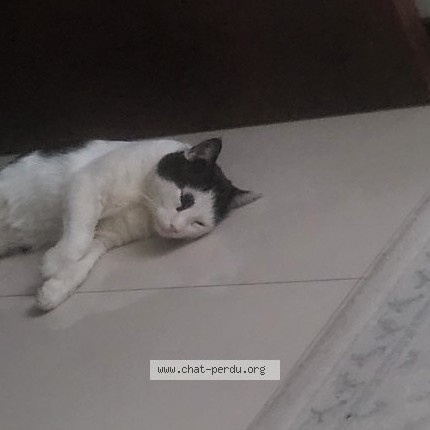 Photo of a cat found in Livry Gargan