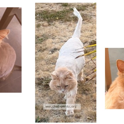 Photo of a cat found in Haute Goulaine