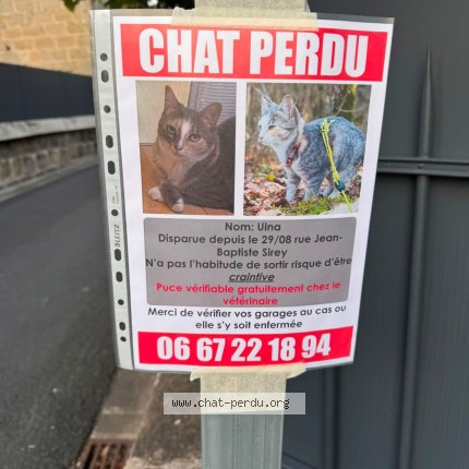 Photo of a cat found in Brive