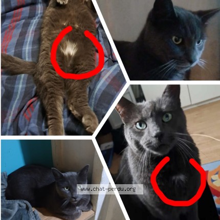Foto van vermiste kat in Estinnes Au Val