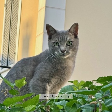 Photo of a cat found in Villeparisis