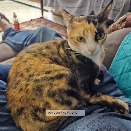 Photo 1/1 yo yo Cat lost in Chennai