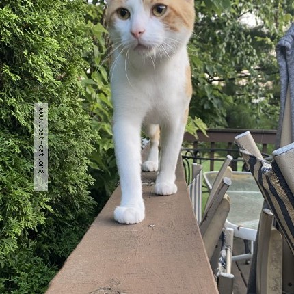 Photo 1/1 tigger Cat lost in Columbus