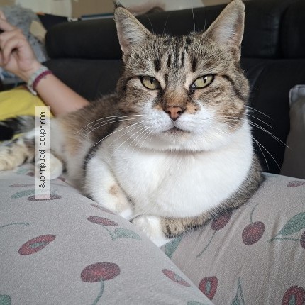 Photo of a cat found in Saint Pierre A Champ