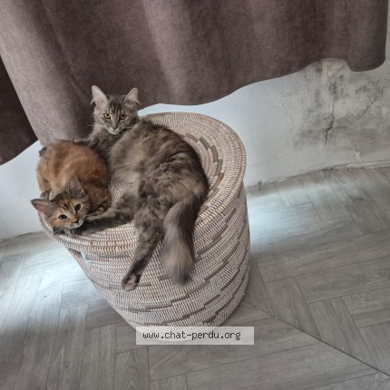 Foto 1/2 cilly Kat vermist in Villers La Ville