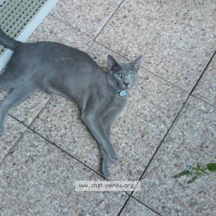 Photo of a cat found in Eaubonne