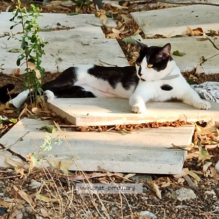 Photo of a cat found in Beziers