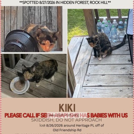Photo 1/1 Kilk Cat lost in Rock Hill