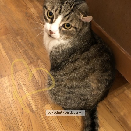Foto 1/1 Kat teruggevonden Vermist in Woluwe Saint Lambert