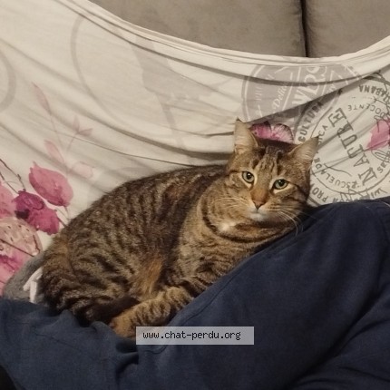 Photo of a cat found in La Roche Sur Yon