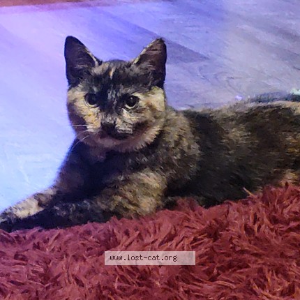 Photo 1/1 Gypsy Cat lost in Hodgenville