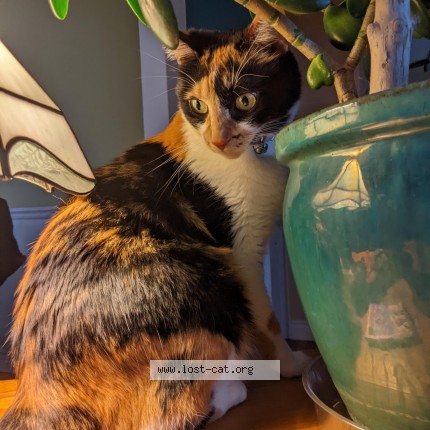 Photo 1/1 Ditalini Cat lost in Chicago