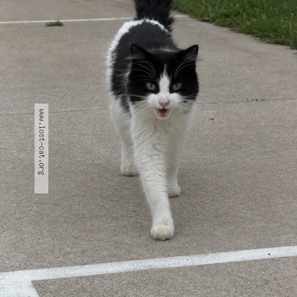 Picture of cat found at Hortonville