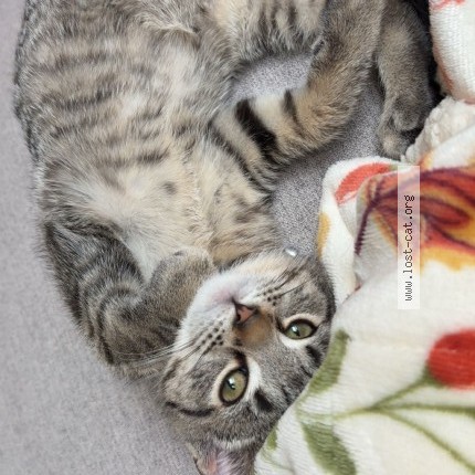 Photo 1/1 millie Cat lost in Morgantown