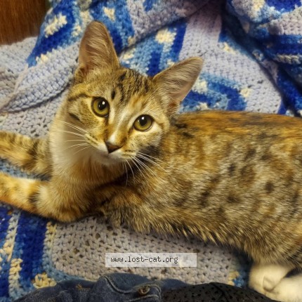 Photo 1/1 brownie Cat lost in West Valley City