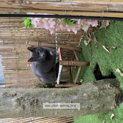 Photo of a cat found in Saint Etienne
